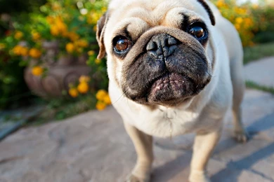 Pugs