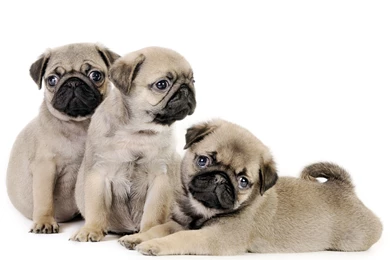 Pug Puppies For Free 12 Hd Wallpapers   DogBreedsWallpapers.com