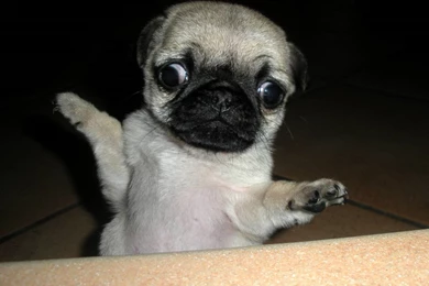 Pug Dogs Pictures 18 Cool Hd Wallpapers   DogBreedsWallpapers.com