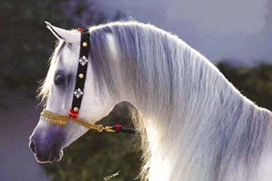 Arabian Horse Free Hd Desktop Wallpapers