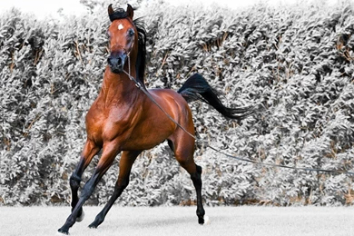SuperHD.pics: Arabian Horse Equestria Animals Brown Horses Horses ...