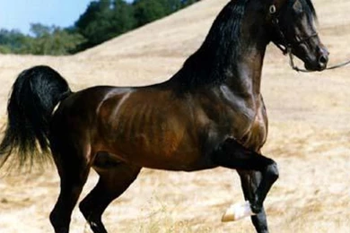 Arabian Horse Mobile Wallpapers 2482   Amazing Wallpaperz