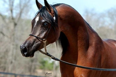 Bay Arabian Horse Head
