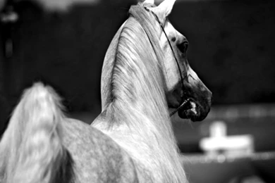 Arabian Horse Head Wallpapers