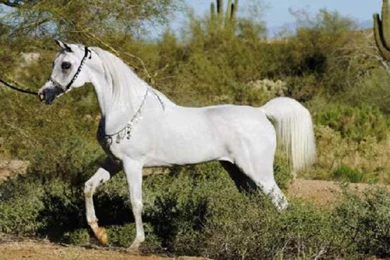 Arabian Horse Free Wallpapers 2518   Amazing Wallpaperz