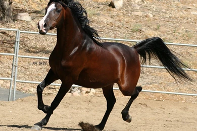 Wallpapers Arabian Horse Cool Arabic Hd Widescreen Top Images ...