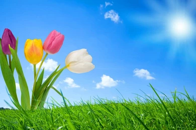 Pink Allium Flower Pictures HD Wallpapers & Backgrounds Nature De