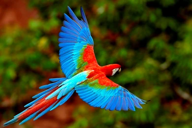 Wallpapers Hd Flying Parrot X High Definition 1366x786