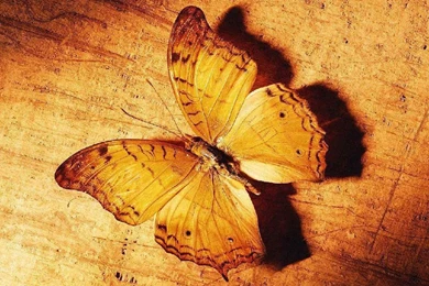 Cute Butterfly Desktops