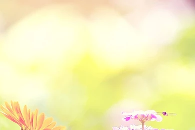 Flower iPhone 6 Wallpapers HD