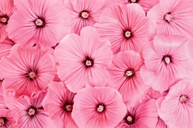 Pink Flowery Wallpapers   Desktop Backgrounds