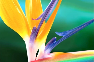 50 High Resolution iPhone 5 Wallpapers