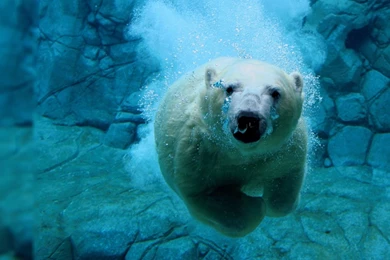 Live Wallpapers 588   HD Wallpapers