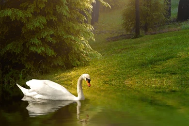 20 Wonderful HD Swan Bird Wallpapers   HDWallSource.com
