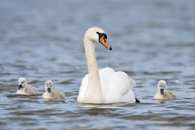 Swan Wallpapers   Animal Wallpapers