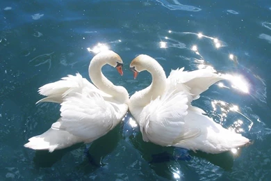 Cool Swan Bird Free HD Wallpapers Download