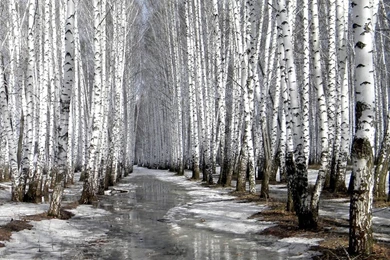 Birch Tree Wallpaper, HD Desktop Wallpapers