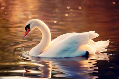 Swan Wallpapers HD Pictures
