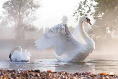 Download Free HQ Swan Wallpapers   Hqwallbase.pw