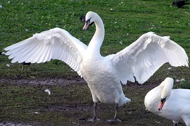 Swan Wallpapers And Backgrounds   Animals Town