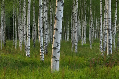 Birch Tree Wallpapers