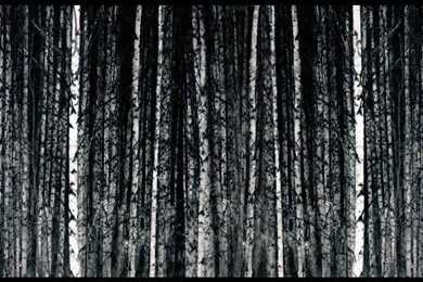 Design Your Own Custom Removable Wallpaper. Image: Silver Birch ...