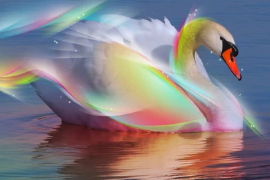 Free 3d Hd Swan Wallpapers   Free Hd Wallpapers