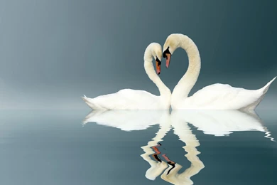 152 Mute Swan HD Wallpapers
