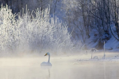 Swan >> HD Wallpaper, Get It Now!