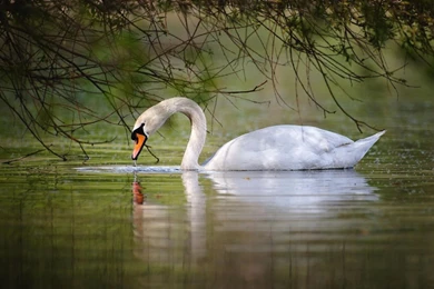 Swan Wallpapers   Android Apps On Google Play