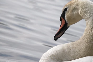 Swan wallpaper 1024x768.jpg