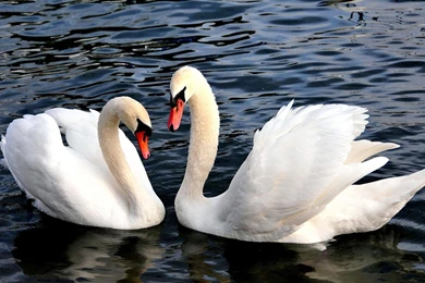 Swan Wallpapers   Android Apps On Google Play
