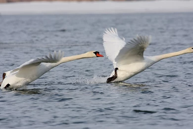 HD Africa Wallpapers And Photos