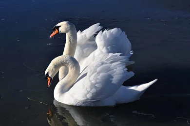 Wallpapers For Swan : Resolution 2560x1600px