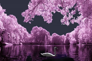 Pink Landscape With White Swan Wallpapers