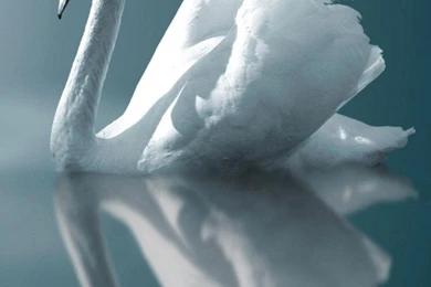 Beautiful Swan Galaxy S3 Wallpapers (889x1279)