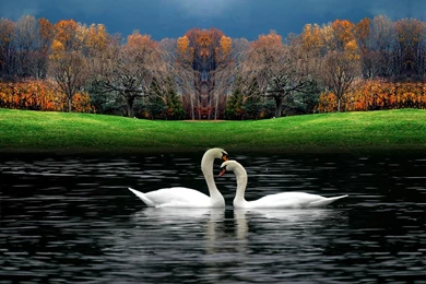 Couple Swan Hd Image
