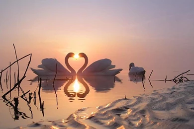 SWAN LOVE WALLPAPER   (