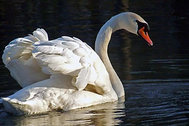 Swan Wallpapers Photo And Wallpaper. All Swan Wallpapers Pictures