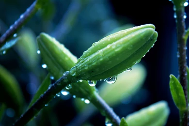 Download 4k Animated HD Wallpapers   Windows 10 Wallpapers