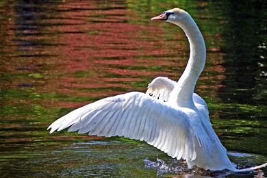 Swan Computer Wallpapers, Desktop Backgrounds