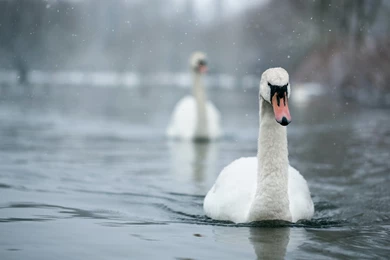 Mute Swan Computer Wallpapers, Desktop Backgrounds