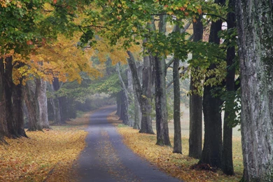 Download Backgrounds   Journey Into Fall, Louisville, Kentucky ...