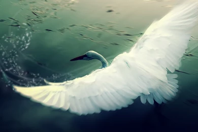 Fantasy Swan