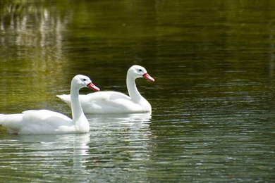 Two Swan Clipart   Wallpaper.