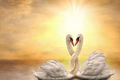 Swan Love   (