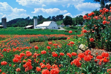 Flowers Wallpapers   Download Free Farm And Poppies Bardstown ...