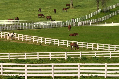 Free HQ Thoroughbred Horses Lexington Kentucky Wallpapers   Free HQ ...