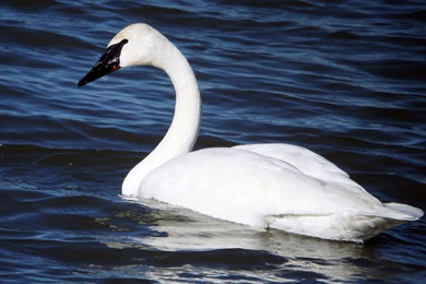 Beautiful Swan Wallpapers