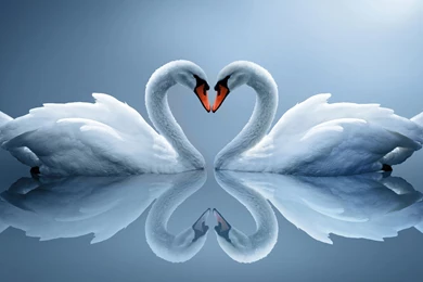 Swans Necks Heart Dual Monitors 4993 Hd Wallpapers